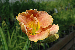 Marmalade Daylily (Hemerocallis 'Marmalade') at Lakeshore Garden Centres
