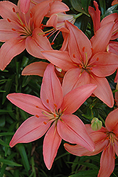 Lily Looks Tiny Toes Lily (Lilium 'Tiny Toes') at Lakeshore Garden Centres