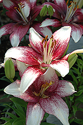 Tango Passion Push Off Lily (Lilium 'Tango Passion Push Off') at Lakeshore Garden Centres