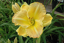 Smuggler's Gold Daylily (Hemerocallis 'Smuggler's Gold') at Lakeshore Garden Centres