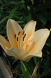 Salmon Classic Lily (Lilium 'Salmon Classic') at Lakeshore Garden Centres