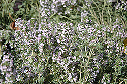 Bright Silver Lemon Thyme (Thymus x citriodorus 'Bright Silver') at Lakeshore Garden Centres