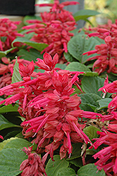 Vista Rose Salvia (Salvia splendens 'Vista Rose') at Lakeshore Garden Centres