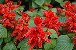 Red Hot Sally Salvia (Salvia splendens 'Red Hot Sally') at Lakeshore Garden Centres