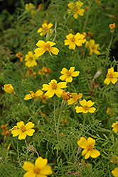 Lemon Gem Marigold (Tagetes patula 'Lemon Gem') at Lakeshore Garden Centres