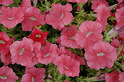 Dreams Salmon Petunia (Petunia 'Dreams Salmon') at Lakeshore Garden Centres