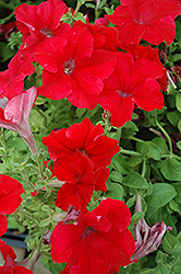Dreams Red Petunia (Petunia 'Dreams Red') at Golden Acre Home & Garden
