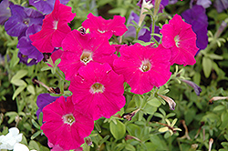 Picobella Carmine Petunia (Petunia 'Picobella Carmine') at Lakeshore Garden Centres