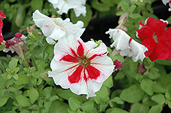 Hula Hoop Red Petunia (Petunia 'Hula Hoop Red') at Lakeshore Garden Centres