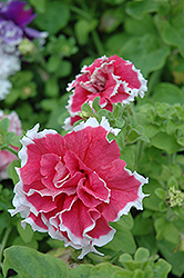 Pirouette Red Petunia (Petunia 'Pirouette Red') at Lakeshore Garden Centres