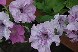 Aladdin Nautical Mix Petunia (Petunia 'Aladdin Nautical Mix') at Lakeshore Garden Centres