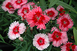 Super Parfait Strawberry Pinks (Dianthus 'Super Parfait Strawberry') at Lakeshore Garden Centres
