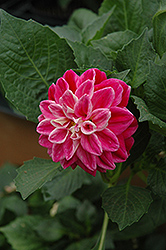 Louise Dahlia (Dahlia 'Louise') at Lakeshore Garden Centres