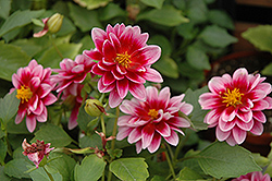 Dalaya Yogi Dahlia (Dahlia 'KLEDH11031') at Lakeshore Garden Centres