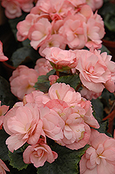Dragone Champagne Begonia (Begonia x hiemalis 'Dragone Champagne') at Lakeshore Garden Centres