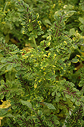 Swallowtail Coleus (Solenostemon scutellarioides 'Swallowtail') at Lakeshore Garden Centres