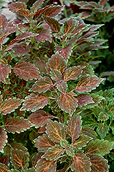Radical Wonder Coleus (Solenostemon scutellarioides 'Radical Wonder') at Lakeshore Garden Centres