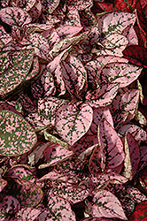 Splash Select Pink Polka Dot Plant (Hypoestes phyllostachya 'PAS2341') at Golden Acre Home & Garden