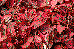 Splash Select Red Polka Dot Plant (Hypoestes phyllostachya 'Splash Select Red') at Golden Acre Home & Garden