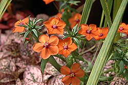 Wildcat Mandarin Anagallis (Anagallis 'Wildcat Mandarin') at Lakeshore Garden Centres