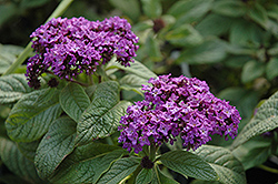 Garden Heliotrope (Heliotropium arborescens) at Lakeshore Garden Centres