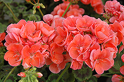 Sunrise Salmon Geranium (Pelargonium 'Sunrise Salmon') at Lakeshore Garden Centres