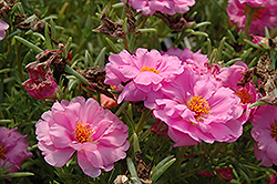 Tequila Pink Portulaca (Portulaca grandiflora 'Tequila Pink') at Lakeshore Garden Centres