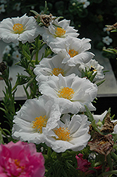 Tequila White Portulaca (Portulaca grandiflora 'Tequila White') at Lakeshore Garden Centres