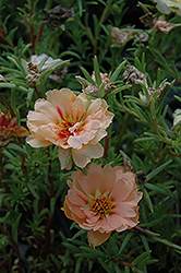 Tequila Mango Portulaca (Portulaca grandiflora 'Tequila Mango') at Lakeshore Garden Centres