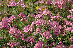 Enchanting Pink Nemesia (Nemesia 'Enchanting Pink') at Lakeshore Garden Centres