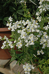 Compact Innocence Nemesia (Nemesia 'Compact Innocence') at Lakeshore Garden Centres