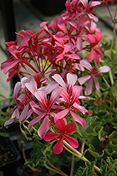 Cascade Sofie Geranium (Pelargonium peltatum 'Cascade Sofie') at Lakeshore Garden Centres
