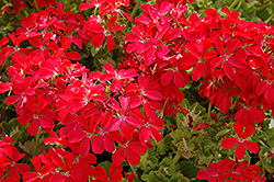 Happy Thought Geranium (Pelargonium 'Happy Thought') at Lakeshore Garden Centres