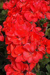 Fantasia Coral Geranium (Pelargonium 'Fantasia Coral') at Lakeshore Garden Centres