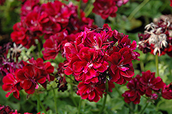 Pacific Burgundy Geranium (Pelargonium 'Pacific Burgundy') at Lakeshore Garden Centres