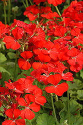 Crystal Palace Gem Geranium (Pelargonium 'Crystal Palace Gem') at Lakeshore Garden Centres