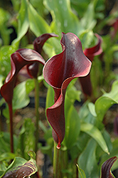 Hot Chocolate Calla Lily (Zantedeschia 'Hot Chocolate') at Lakeshore Garden Centres