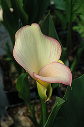 Peach Chiffon Calla Lily (Zantedeschia 'Peach Chiffon') at Lakeshore Garden Centres