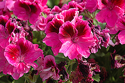 Jolenta Dark Lilac Geranium (Pelargonium 'Jolenta Dark Lilac') at Lakeshore Garden Centres