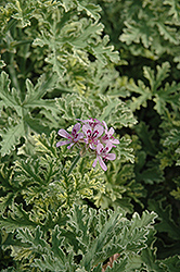 Lady Plymouth Geranium (Pelargonium 'Lady Plymouth') at Lakeshore Garden Centres