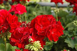 Cumbanita Dark Red Geranium (Pelargonium 'Cumbanita Dark Red') at Lakeshore Garden Centres