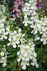 Serena White Angelonia (Angelonia angustifolia 'PAS1209522') at Mainescape Nursery