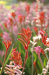 Bush Ballad Kangaroo Paw (Anigozanthos 'Bush Ballad') at Lakeshore Garden Centres