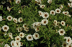 Can-Can Mocha Calibrachoa (Calibrachoa 'Can-Can Mocha') at Lakeshore Garden Centres