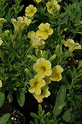 Aloha Kona Yellow Calibrachoa (Calibrachoa 'Aloha Kona Yellow') at Lakeshore Garden Centres