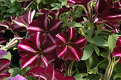 Pinstripe Petunia (Petunia 'Pinstripe') at Lakeshore Garden Centres