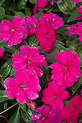 Fanfare Fuchsia Impatiens (Impatiens 'Fanfare Fuchsia') at Lakeshore Garden Centres