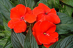 Magnum Fire New Guinea Impatiens (Impatiens 'Magnum Fire') at Lakeshore Garden Centres