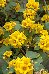 Golden Globes Loosestrife (Lysimachia procumbens 'Golden Globes') at Lakeshore Garden Centres