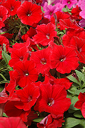 Potunia Plus Red Petunia (Petunia 'Potunia Plus Red') at Lakeshore Garden Centres
